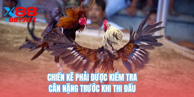 Chiến kê phải được kiểm tra cân nặng trước khi thi đấu